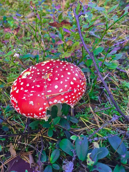 Paddenstoel die in een groot bos groeit op een zonnige dag — Stockfoto