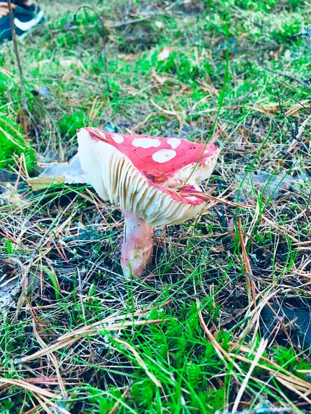 Paddenstoel die in een groot bos groeit op een zonnige dag — Stockfoto