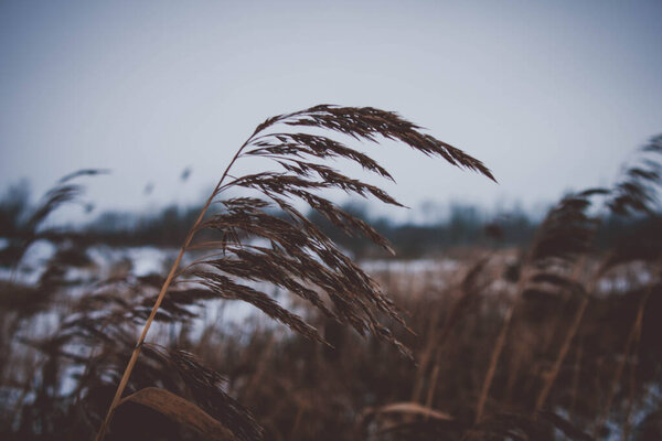 A reed that grows by the river on a cloudy cold day.