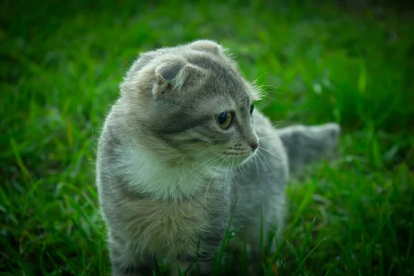 Szary kotek na tle zielonej trawy — Zdjęcie stockowe