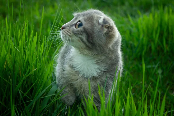 Grey little kitten against the background of green grass — Stock Photo, Image