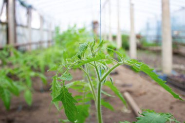 Bir serada yetişen domates çalısı.