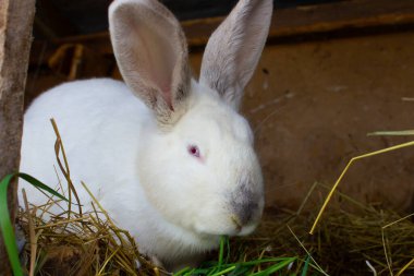 Kırmızı gözlü beyaz tavşan. Evcil hayvan, doğa..