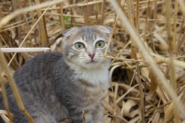 Küçük gri bir kedi yavrusu sazlıklarda oturur. Sarı çubukların arasında kedi yavrusu.