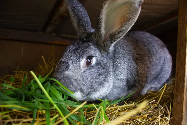 Um coelho cinzento come erva. Um coelho senta-se em uma gaiola de madeira no feno. — Fotografia de Stock