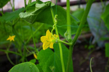 Sarı salatalık çiçeği. Serada yetişen bir salatalık tohumu..
