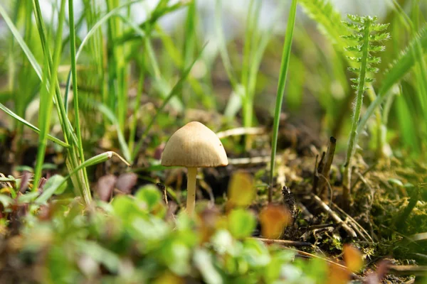 Een kleine paddenstoel die in het gras groeit. Een eenzame schimmel tussen het groene gras. Wilde dieren, bossen. — Stockfoto