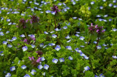 Yeşil bir çayırda çok sayıda küçük çiçek..