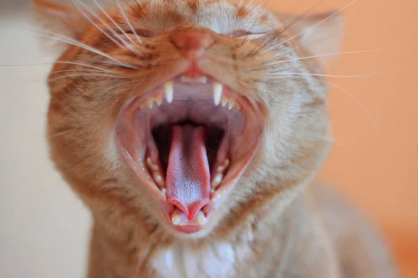 Młody kot w czerwone paski z szeroko otwartymi ustami. — Zdjęcie stockowe