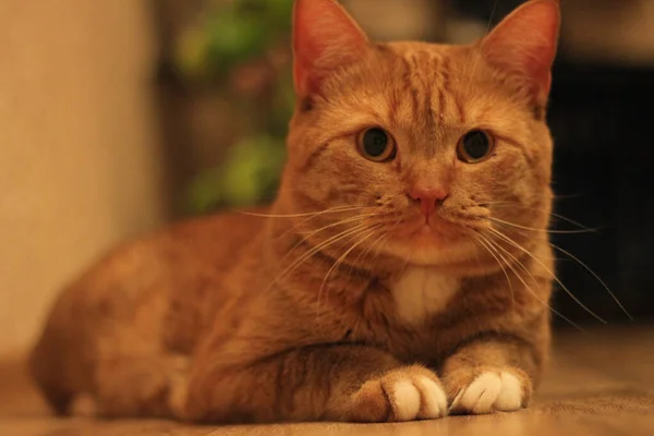 Duży, czerwony kociak, leżący na drewnianej podłodze. Kota, który odpoczywa w domu. Duże długie wąsy. Bardzo dobry piesek. — Zdjęcie stockowe