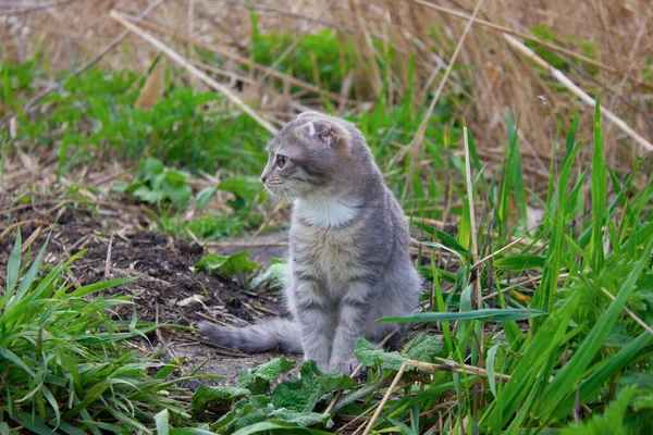 Çizgili küçük gri bir kedi yavrusu yeşil çimlerin üzerinde oturur.. — Stok fotoğraf