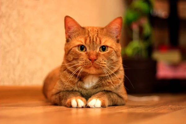 Mycket stor röd katt med ränder och vita tassar. — Stockfoto