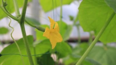 Salatalık çiçeğinin yavaş hareketi. 