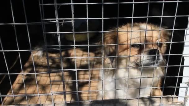 Trauriger Hund sitzt in Käfig und Zwinger. Pekingese wartet auf sein Herrchen. — Stockvideo