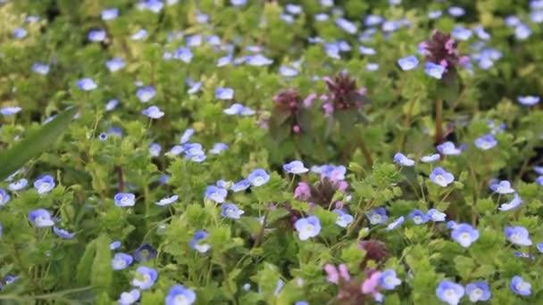 Pequenas flores azuis em uma clareira verde. — Vídeo de Stock