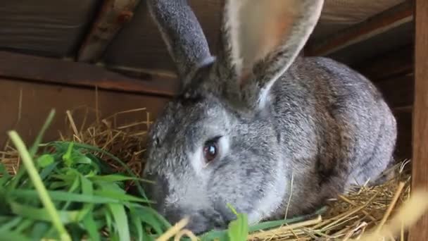 大きな灰色のウサギは草を食べる。ペットだ — ストック動画