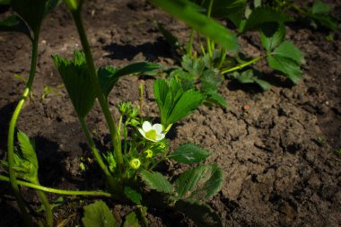 Üzerinde beyaz çiçeğin açtığı çilek çalısı..