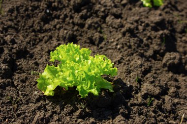 Yerde küçük yeşil bir marul fidanı yetişiyor.. 