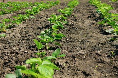 Çilekler arka arkaya ekiliyor.. 