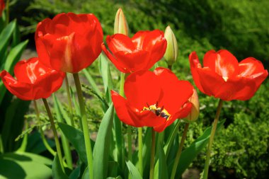 GARDEN 'DE ÇİÇEKLİ KIZIZ KIZIZI TULIPLARLA Şölen.