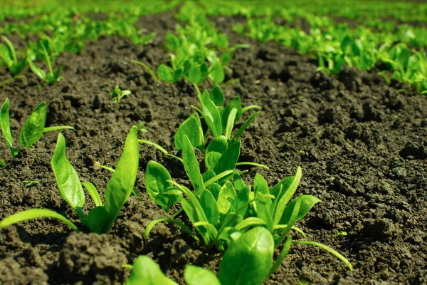 Small spinach bushes that grow on a bed in the country. — Stock Photo, Image