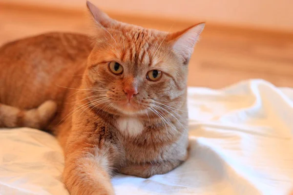 Duży czerwony kot siedzi na łóżku. — Zdjęcie stockowe