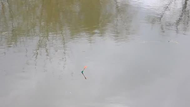 Pływak pływa wzdłuż rzeki i ryba dziobała. — Wideo stockowe