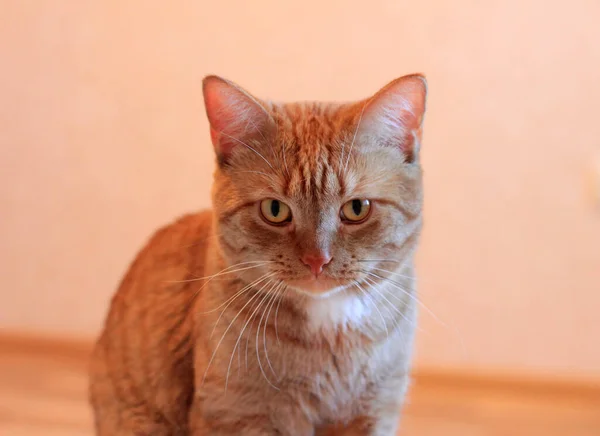 Duży rudowłosy kot wygląda niezadowolony z w spojrzenie. — Zdjęcie stockowe