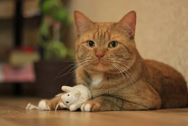 Czerwony kot w paski leży na podłodze z zabawką. — Zdjęcie stockowe