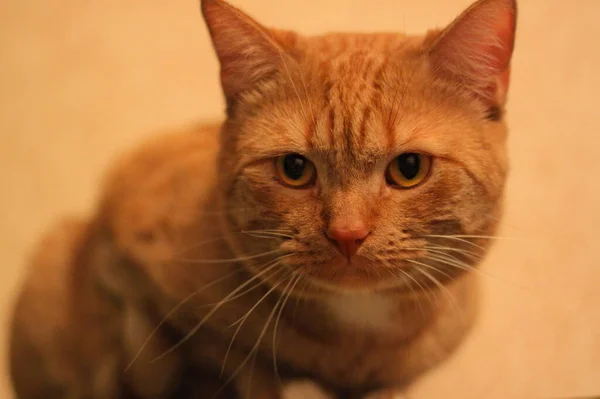 Bardzo duży czerwony kot z żółtymi oczami.. — Zdjęcie stockowe