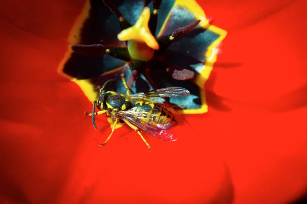 Een wesp die in een tulpenbloem zit in de noga. — Stockfoto