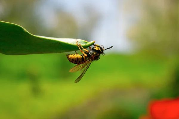 Uma vespa amarela pendura em uma folha de flor verde. — Fotografia de Stock