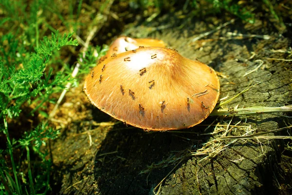 Ein Pilz, der auf einem braunen Tritt wächst. — Stockfoto