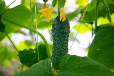 Yeşil bir salatalık seradaki bir çalıda asılı duruyor.. 