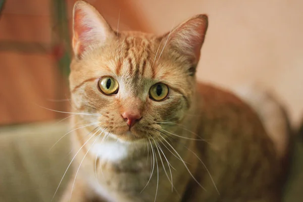 Duży czerwony kot z żółtymi oczami. Przyjaciel mężczyzny.. — Zdjęcie stockowe