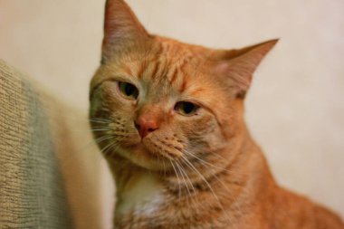 Uzun bıyıklı büyük kırmızı kedi. Yorgun kedi bakışı..