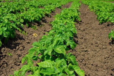 Sıraya dizilmiş yeşil patates çalıları. 