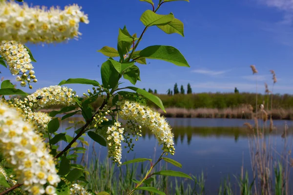 Fleurs blanches de cerisier d'oiseau sur une branche du buisson. — Photo