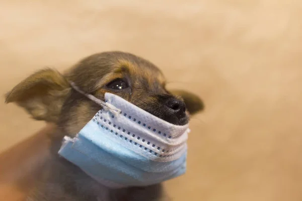 Un cachorro pequeño con una máscara de coronavirus mira a la derecha. Fotos De Stock