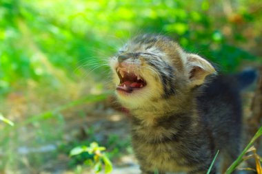 Küçük bir kedi yavrusu sevinçten çığlık atıyor. Yeşil arkaplan