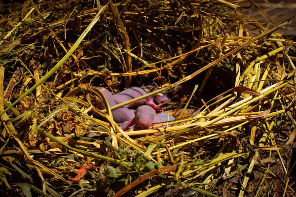 Kleine kale muizen liggen in de salome. — Stockfoto