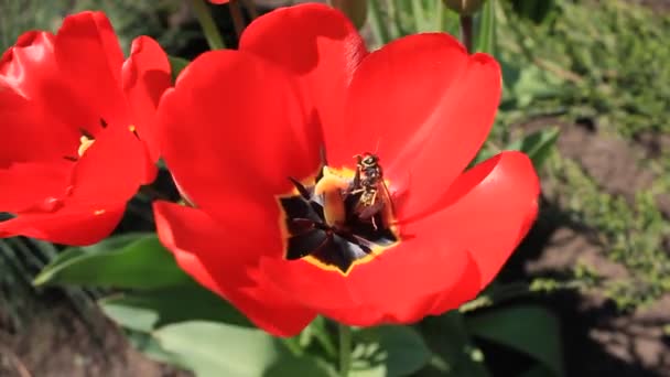 Eine Wespe krabbelt in einer roten Tulpe. Die Blume wiegt sich im Wind, auf dem das Insekt kriecht. Die Natur, der Wind. — Stockvideo