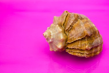 Denizden getirilen büyük bir deniz kabuğu..