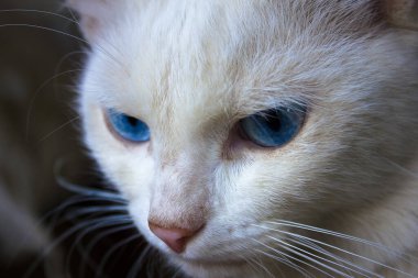 Mavi gözlü, büyük beyaz bir kedi..