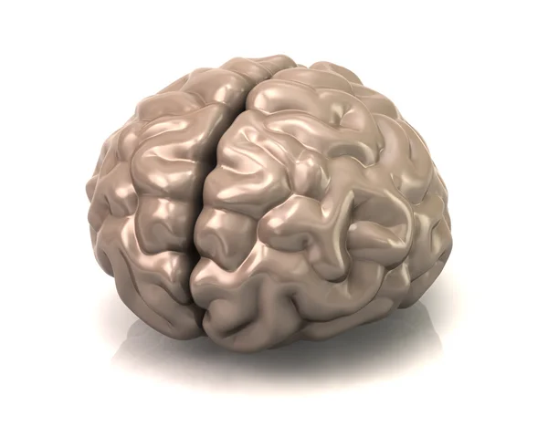 3d Human brain — Stock Photo, Image