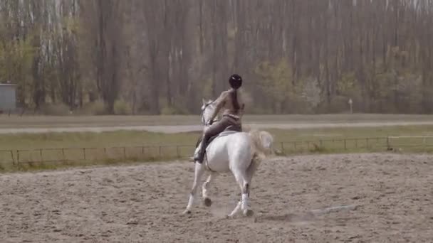 Jonge Vrouwelijke Ruiter Wandelen Met Paard Buitenlucht Zandige Parkour Manege — Stockvideo