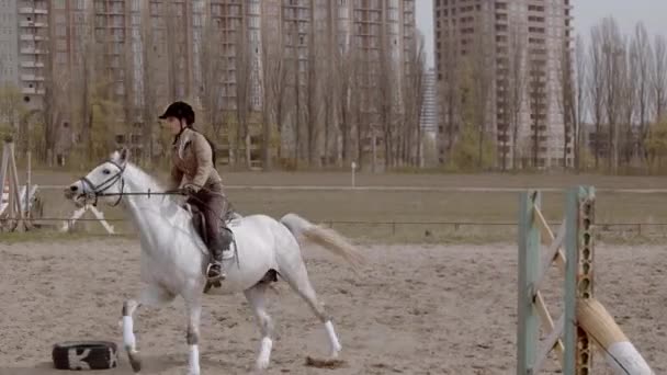 屋外の砂のパルクール乗馬アリーナで馬と一緒に歩く若い女性ライダー 屋外でのトレーニング馬 乗馬スポーツ — ストック動画