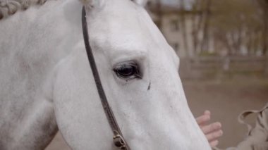 Yavaş bir hareket yap. Genç bir kadın bahar günü atıyla sahada yürüyor..
