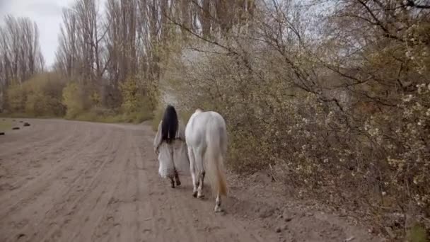 缓慢的运动 春天的白天 年轻的女人和她的马在田里散步 — 图库视频影像
