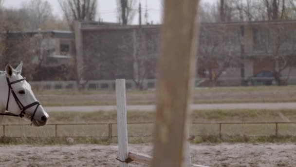 Pomalý Pohyb Mladá Jezdkyně Kráčí Koněm Venkovním Písečném Parku Koni — Stock video